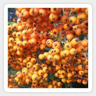 Orange Berries Seaberry Sticker